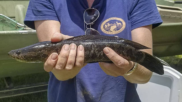 Snakehead fish undetected in Arkansas River at Dumas area