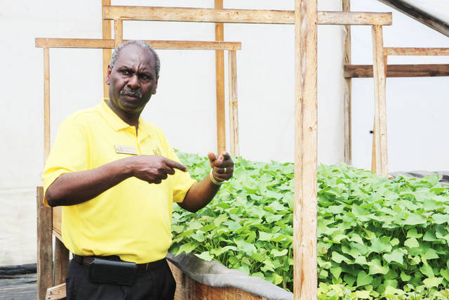 UAPB helping farmers improve sweet potato crops