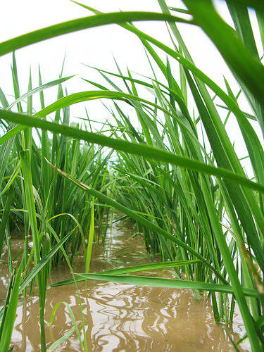 Row rice acreage more than doubles in 2018, experts report
