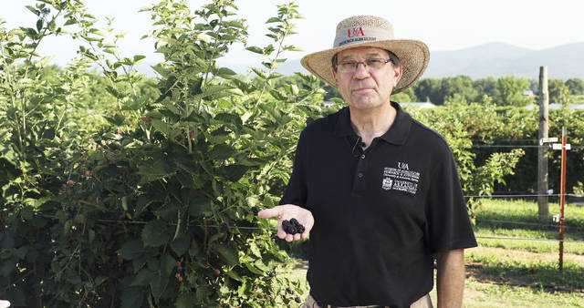 Virtual blackberry field day brings the farm to growers