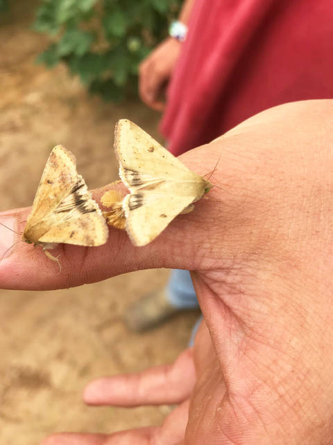 Bollworms could be ‘budget buster’ for cotton growers, experts say
