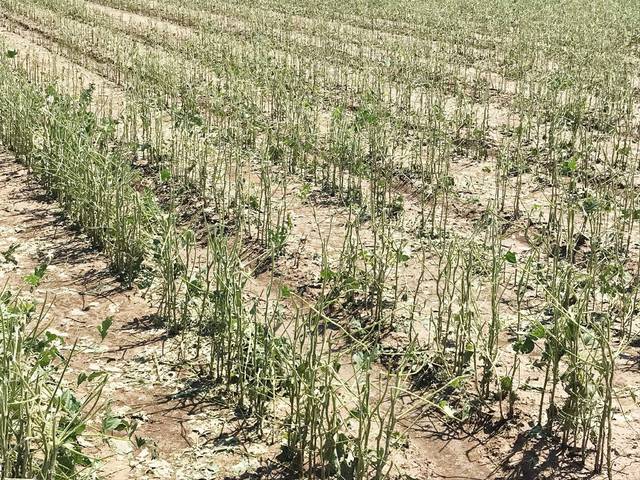 Storms strip leaves from soybeans, damage farm buildings