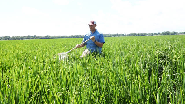 Improved stink bug sampling may save rice growers money, energy, expert says