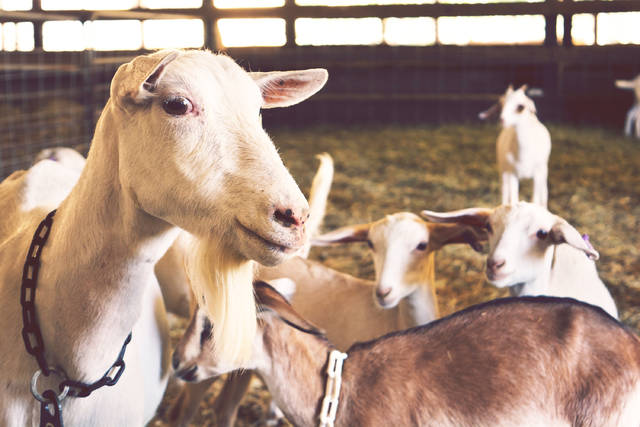 Producers should ensure health of animals at fair season, experts say