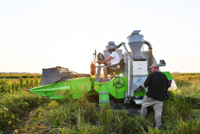 Rice researchers work to breed heat resilience into grain, experts say