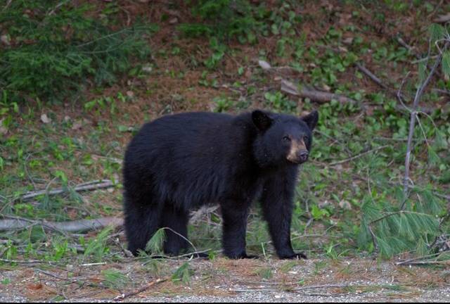 Arkansas black bear sightings increase amid dry weather