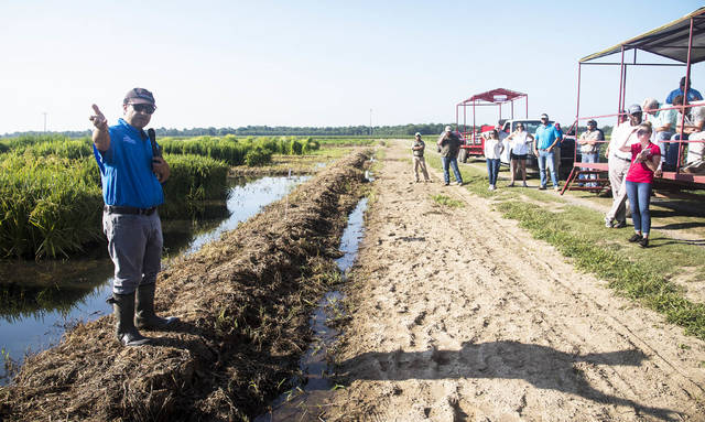 More than 500 visit UA Stuttgart center for 2018 rice field day