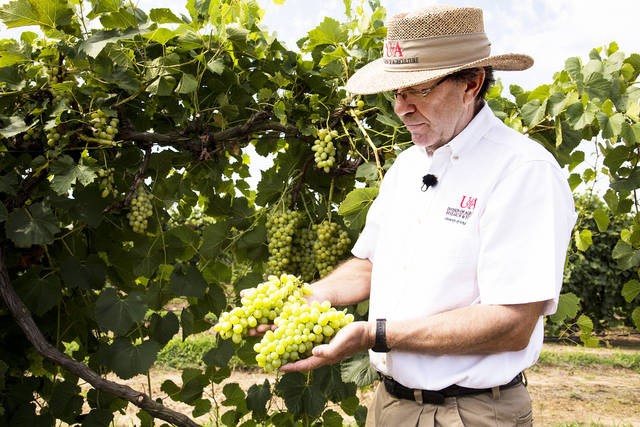 New table grape bonds flavor to texture, experts say