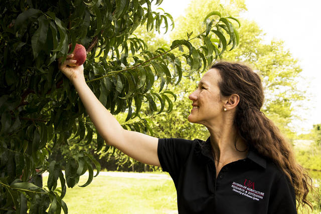 New nectarine, ‘Effie,’ offers mid-acid flavor in white-flesh fruit