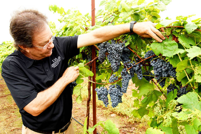 U of A wine grape, Enchantment, bottled and sold in Arkansas