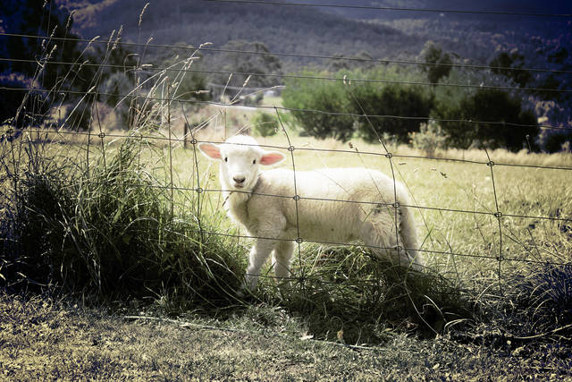 Fenceline weaning: Efficient for calves, research opportunity for producers