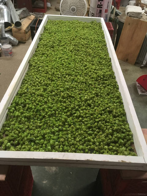 U of A searches for hops for use by local craft breweries