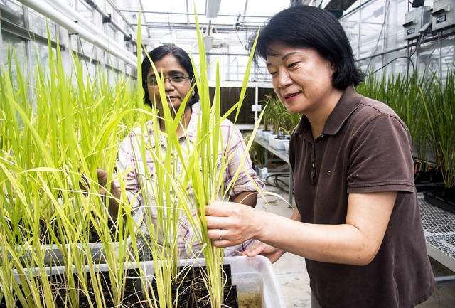 State rice gene editing research among world-changing science, experts say