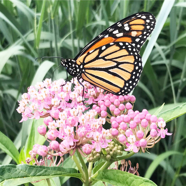 Electric Cooperative supports Monarch Butterfly Conservation