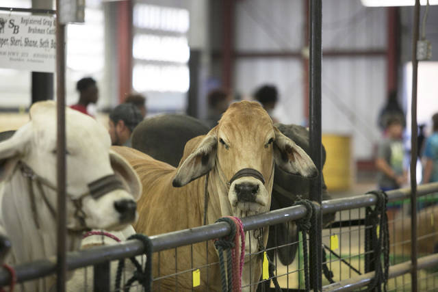 Good food safety, sanitation can prevent illness at fair, experts say