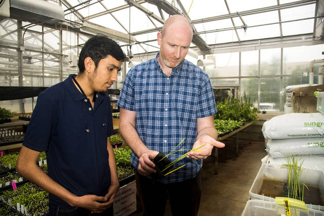 U of A researcher investigates cellular action at root of rice blast infection