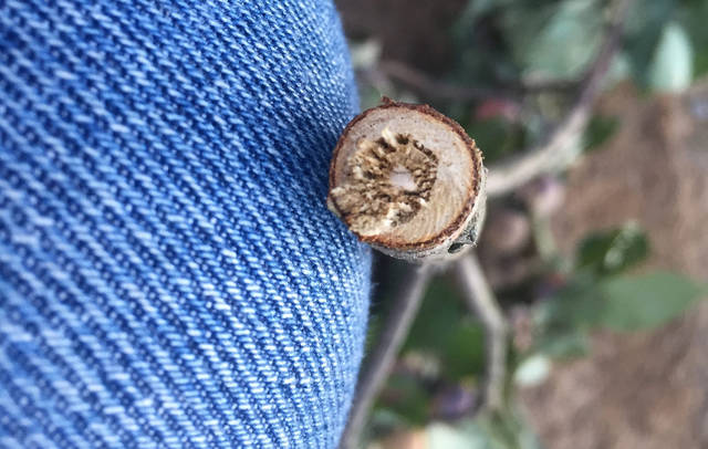 No one’s been pruning your trees, Arkansas: It’s just the twig girdler