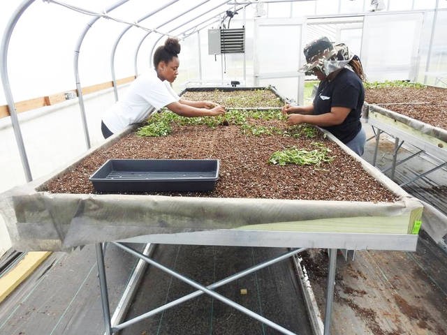 Students complete internships with UAPB Sweetpotato Foundation Seed Program