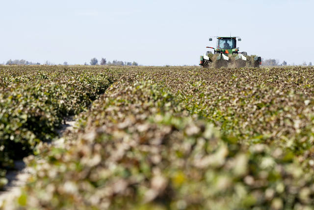 Peanut harvest seeing same slow progress as other crops, experts say