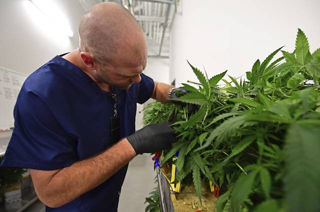 State delays announcement of medical marijuana dispensaries