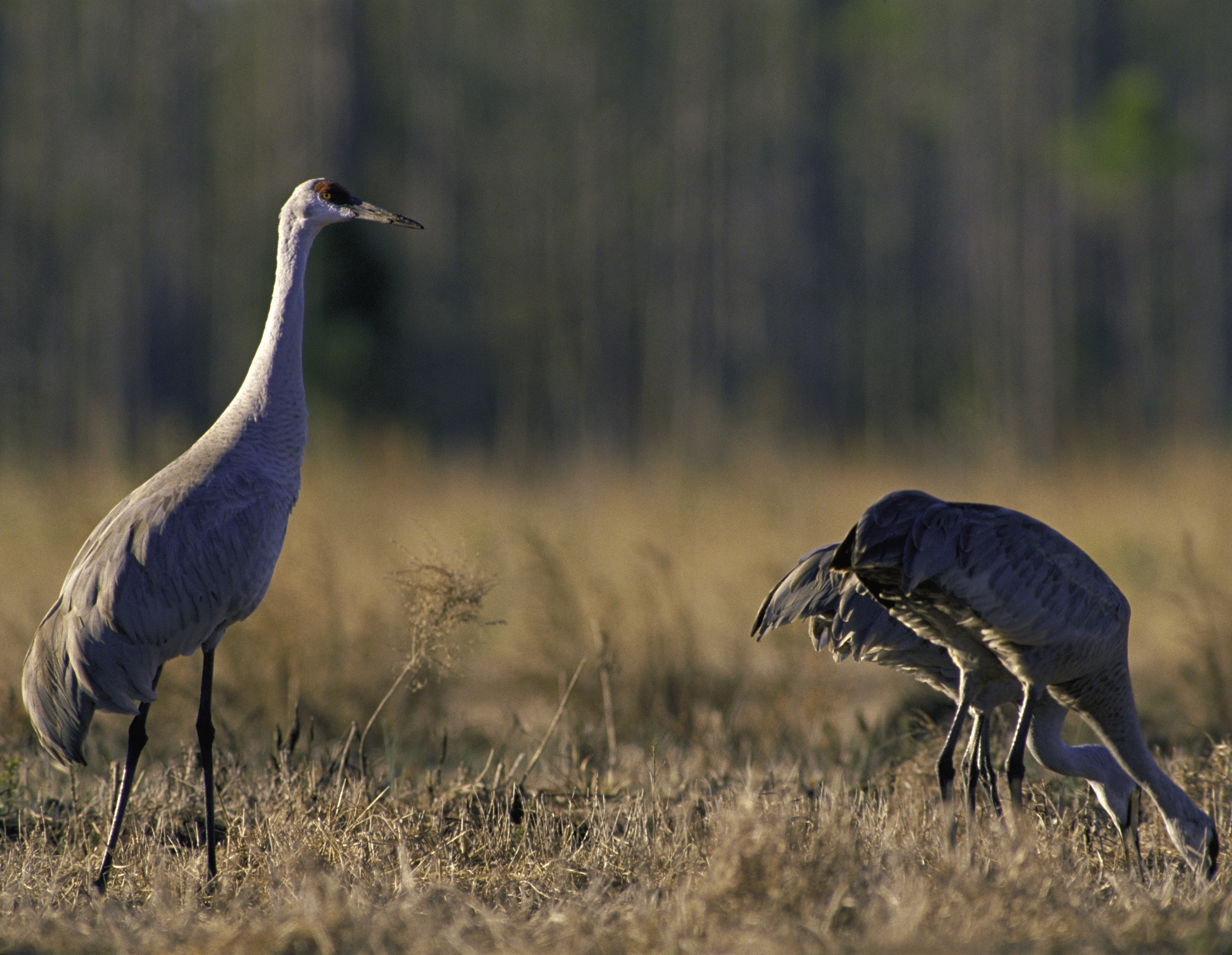 On the Road with Rick Holmes: Holding off extinction