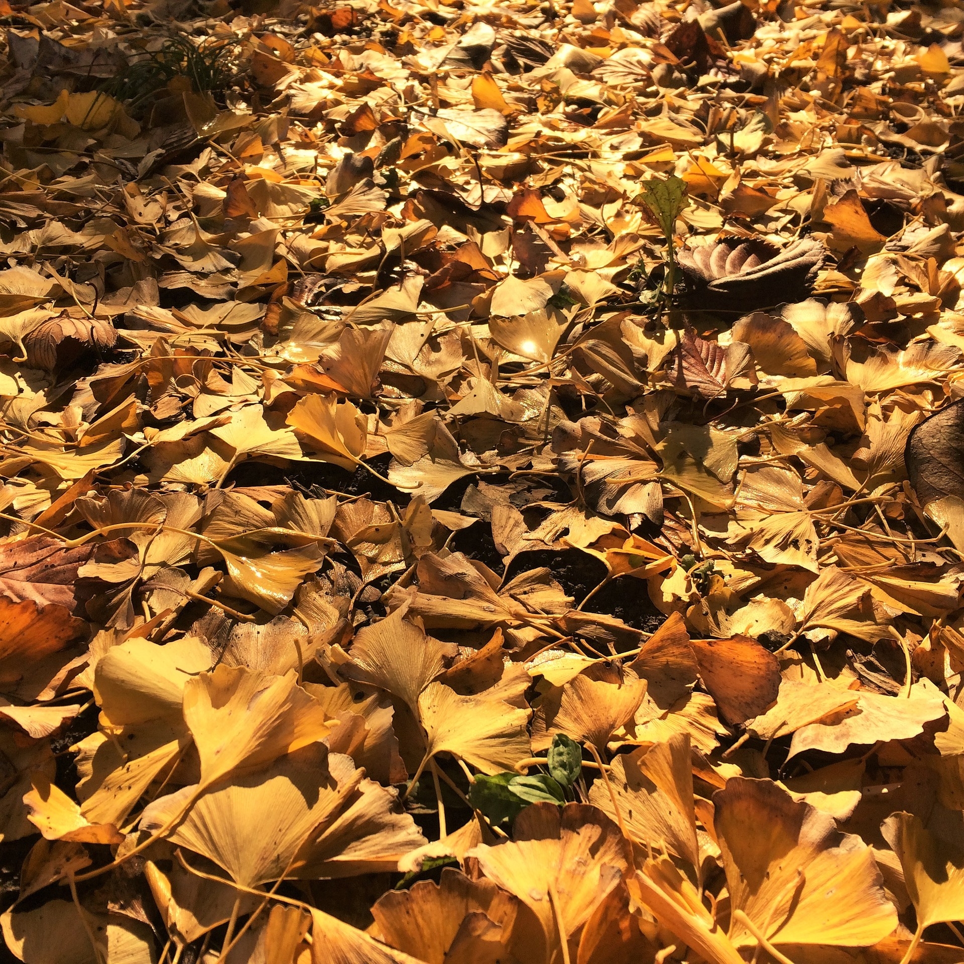 Networx: What to do with fallen leaves