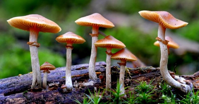 On the Road with Rick Holmes: The return of psychedelics
