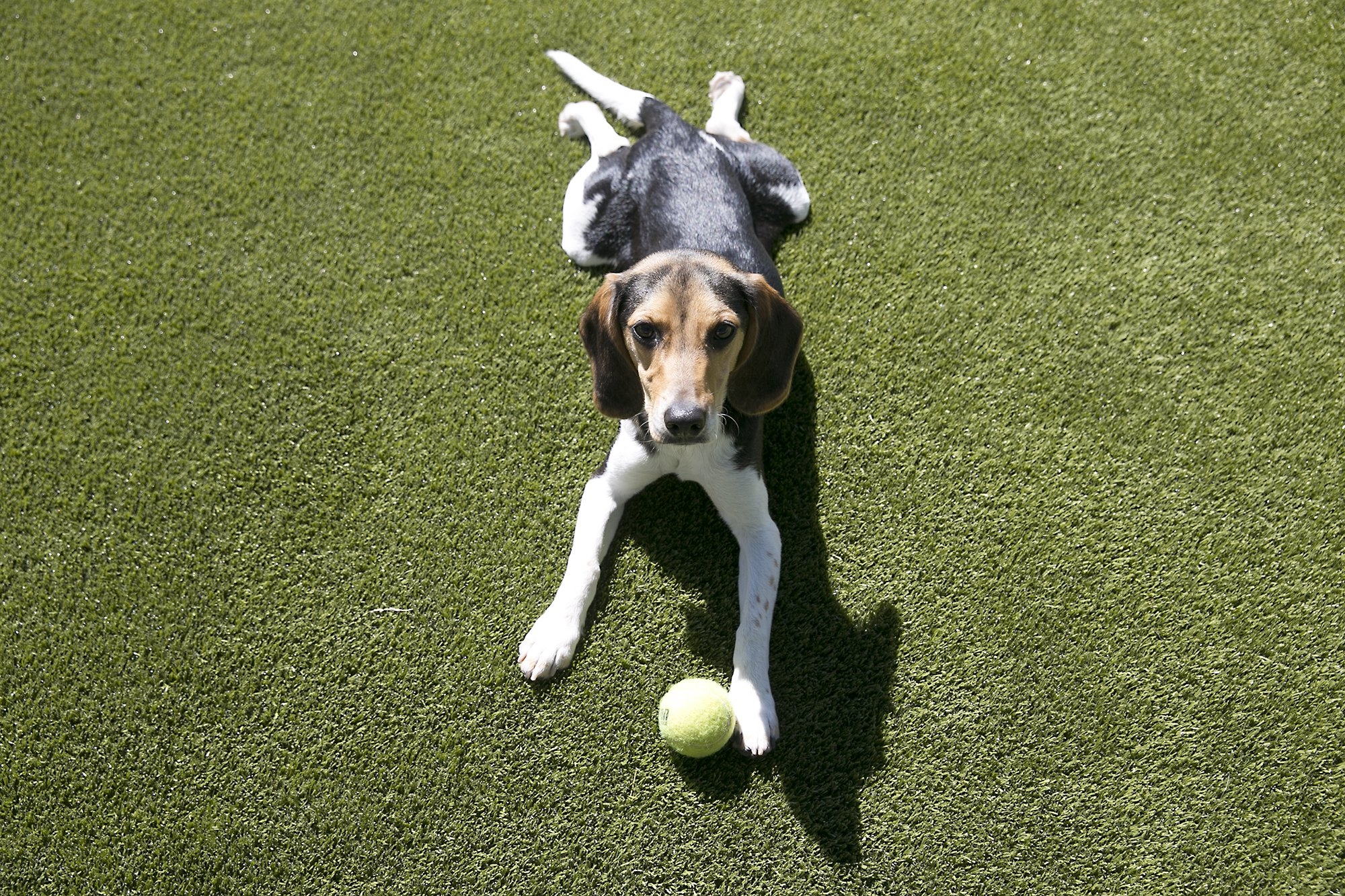 Fido in flight: These are the most pet-friendly airports in the U.S.