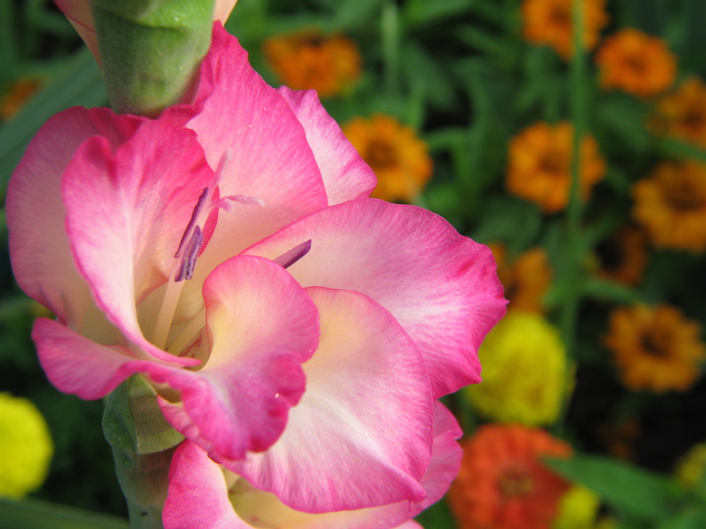 Networx: Plan your flower garden layout