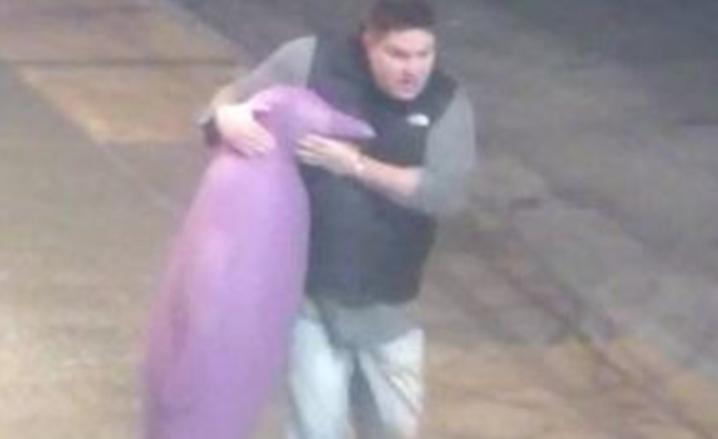 Oklahoma City police hunting for purple penguin thief