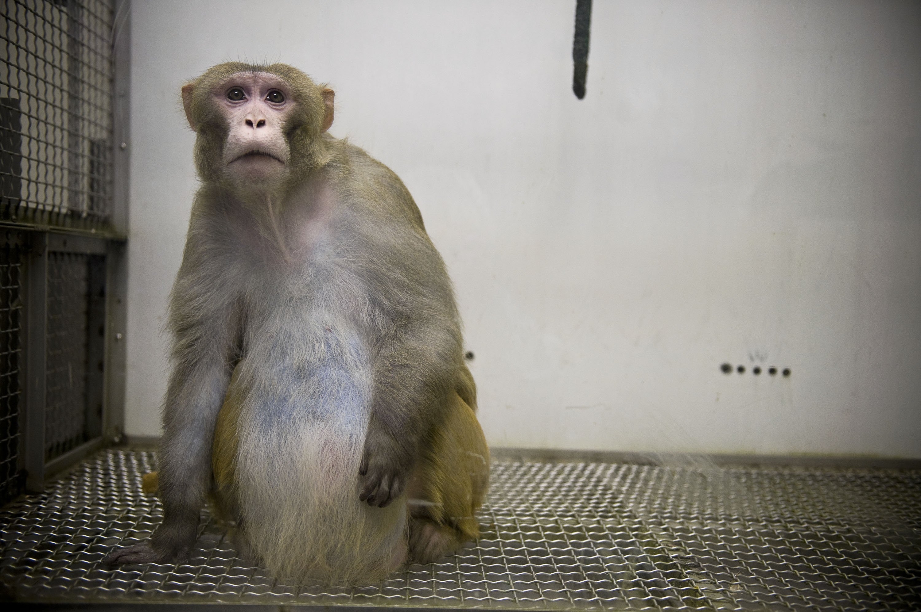 Feral Florida monkeys with ‘potentially fatal’ herpes could double population, scientists say