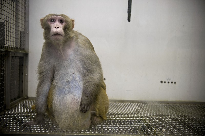 Feral Florida monkeys with 'potentially fatal' herpes could double