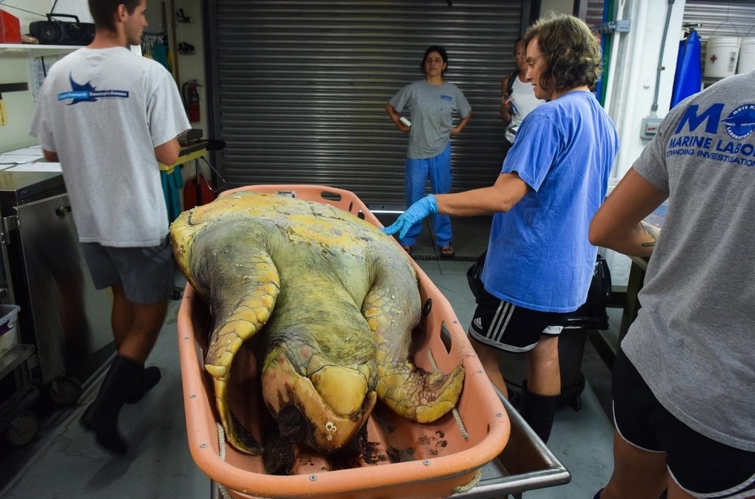 Fla. red tide episode kills record number of sea turtles