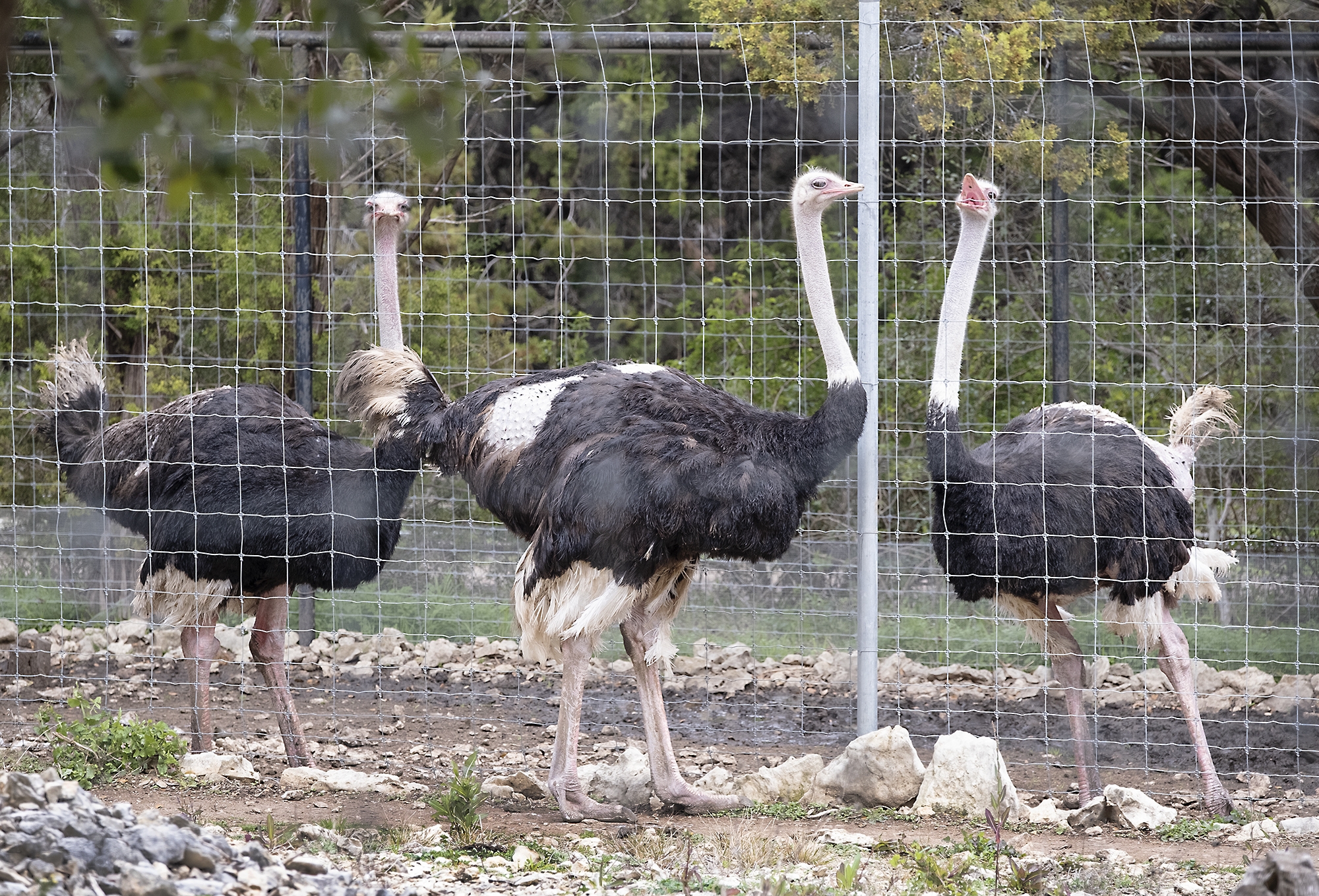 Caregivers at Texas zoo claim animals are being mistreated