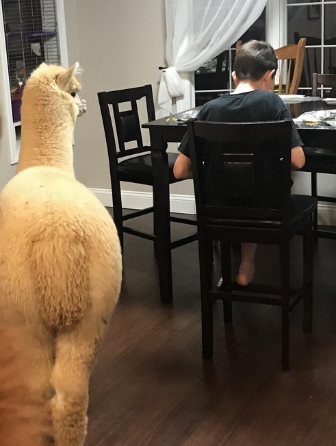 Ohio family seeks to keep alpacas as therapy pets