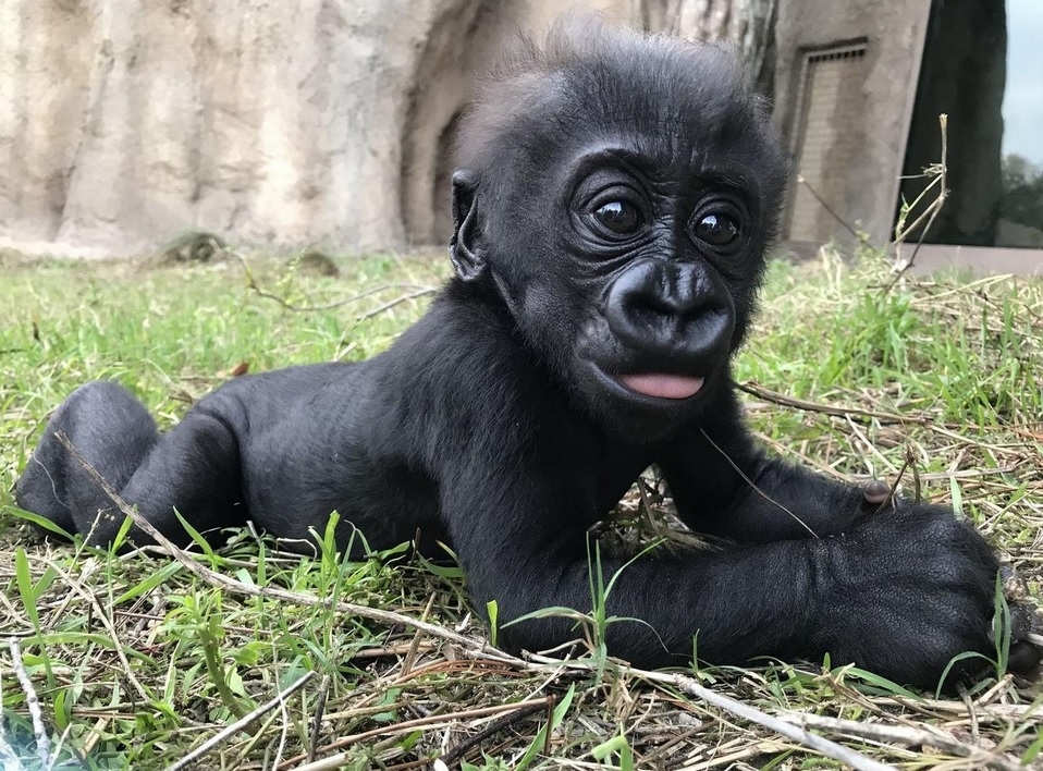 Human caregivers step in to help baby gorilla born to deaf mother at Fla. zoo
