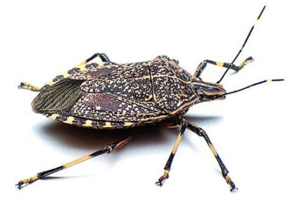 What’s buggin’ you?: Not stink bugs, because polar vortex killed off most of them