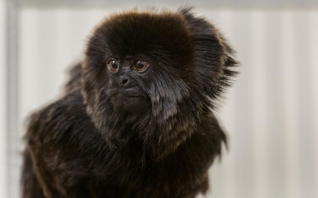 Doctor: Monkey stolen from Fla. zoo in good health upon return