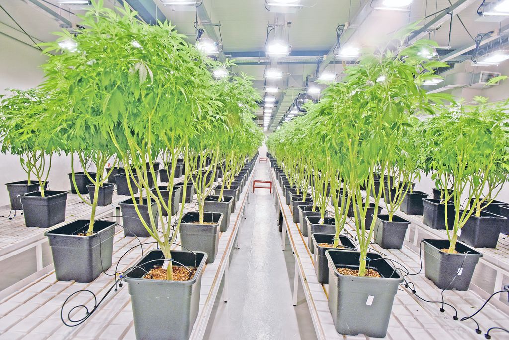 Official: Medical pot to be economic booster for area