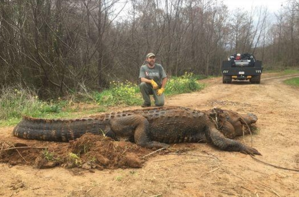 ‘Massive’ 700-pound gator found in Georgia ditch