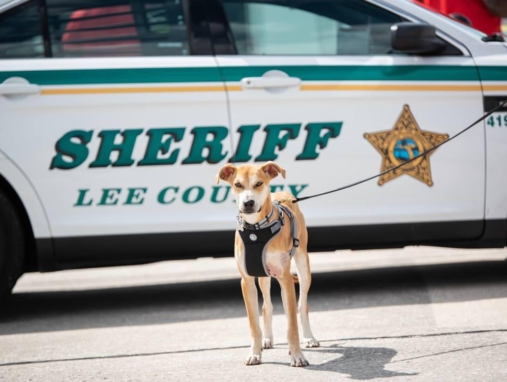 Abused, abandoned Florida dog becomes official sheriff’s deputy