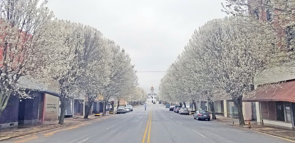 DOWNTOWN IN BLOOM