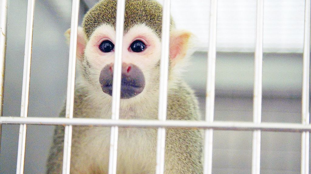 Congressmen aim to stop monkey research