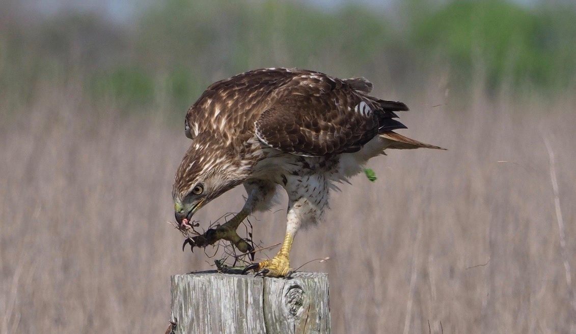 Texas students find snake wrapped around hawk on outdoor field trip