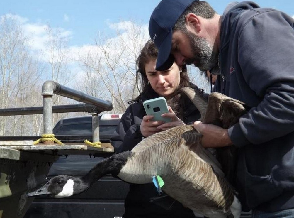 Success! Impaled goose that eluded Mass. wildlife officials for a week finally rescued