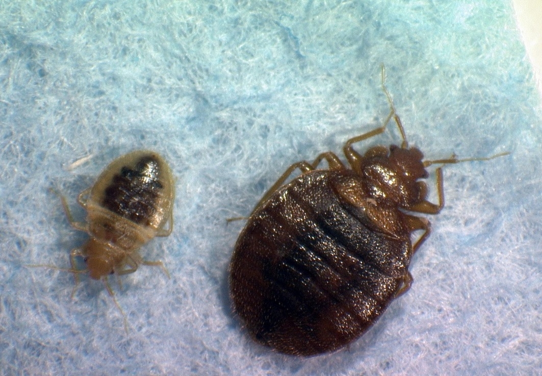Texas woman sues hotel for thousands after alleged bedbug attack