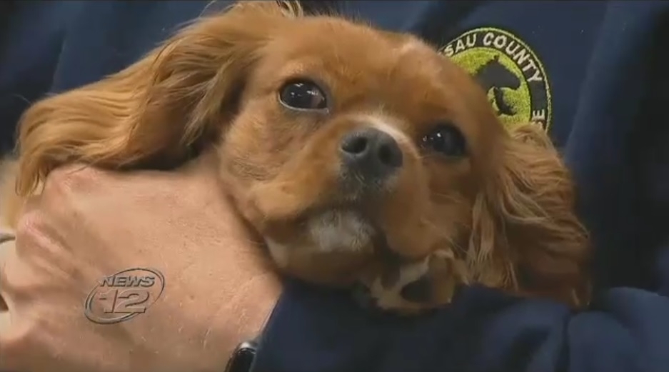 N.Y. frat members under investigation after forcing dog to drink beer