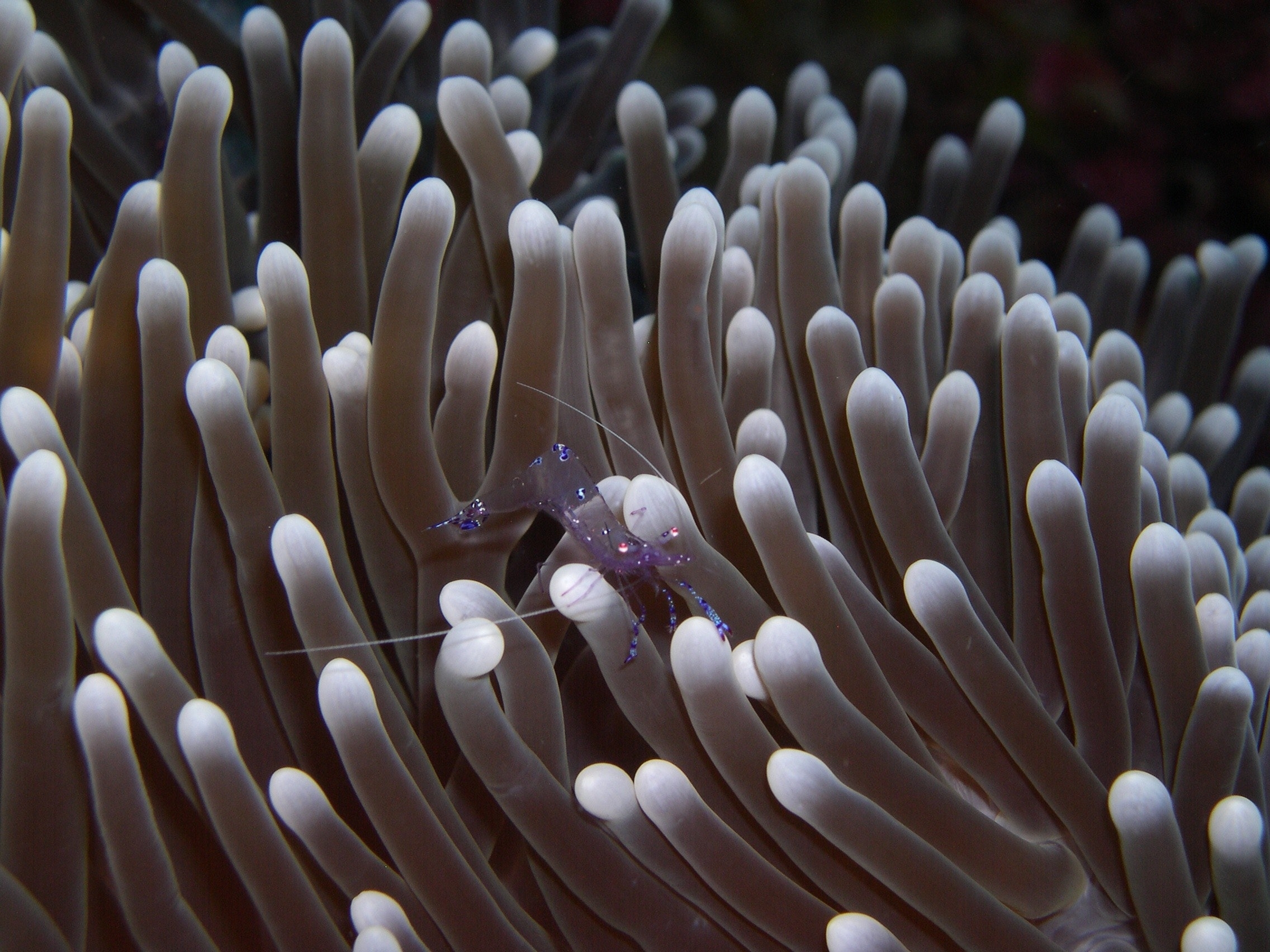 UK study finds traces of cocaine, pesticides in shrimp
