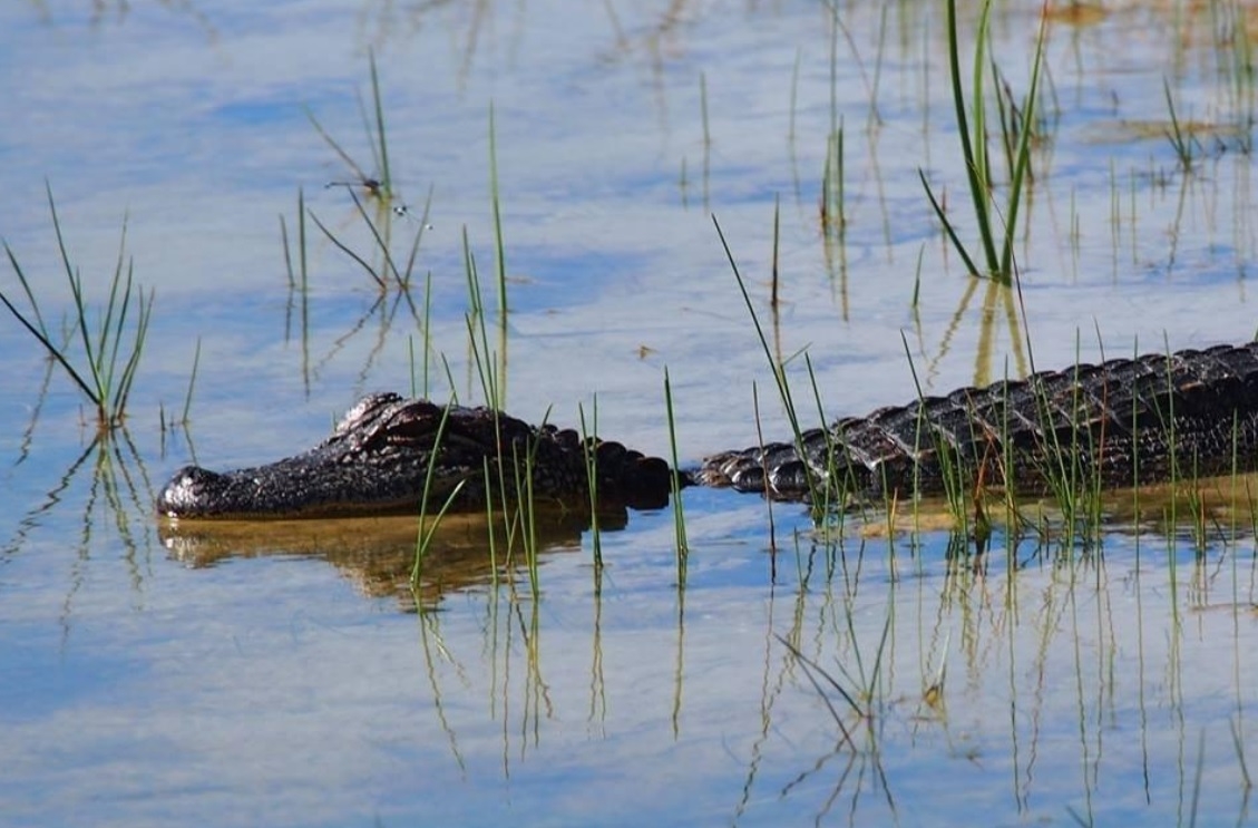 540-pound alligator hit by car, caught in Texas neighborhood