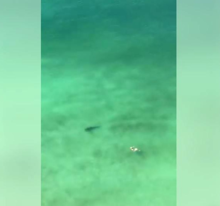 WATCH: Incredible video shows shark circling swimmer in Panama City Beach